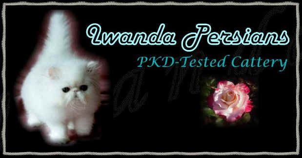 Iwanda Persians